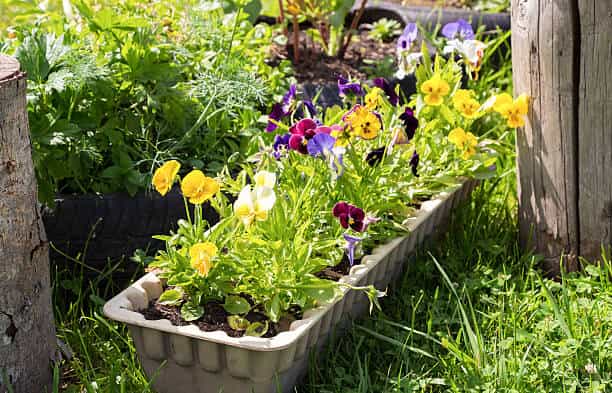 گلدان پلاستیکی بزرگ برای گیاهان حجیم و فضای حیاط یا ورودی خانه